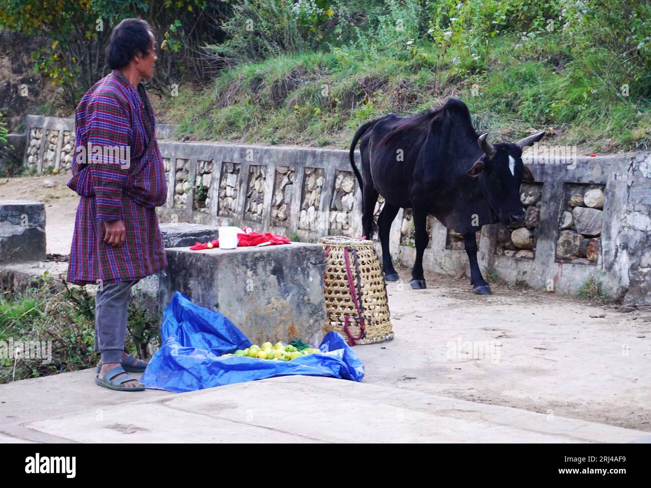 Un toro passeggia davanti a un venditore di frutta bhutanese che indossa il tradizionale gho bhutanese mentre si trova accanto a un sentiero rurale vicino a Punakha Dzong in Bhutan Foto Stock