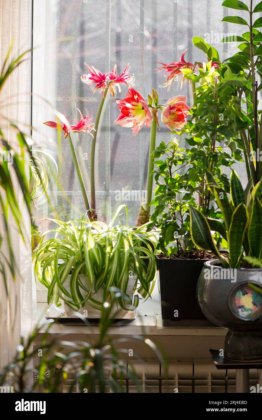 Amryllis fiorisce. Fiori luminosi di una pianta di casa bulbosa rossa sul davanzale, tra le altre piante ornamentali Foto Stock