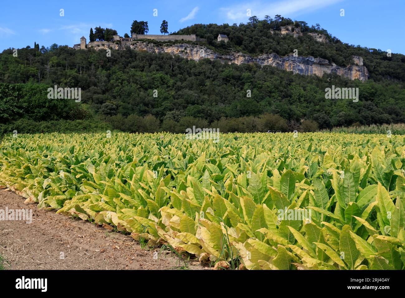 Culture du tabac entre la Roque Gageac et le château fort de Castelnaud en Périgord Noir. Périgord, Dordogna, Francia, Europa Foto Stock