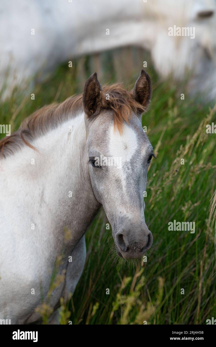 Camargue Horse, adulti e puledri che mangiano erba attraverso la palude, Saintes Marie de la Mer in Camargue, nel sud della Francia Foto Stock