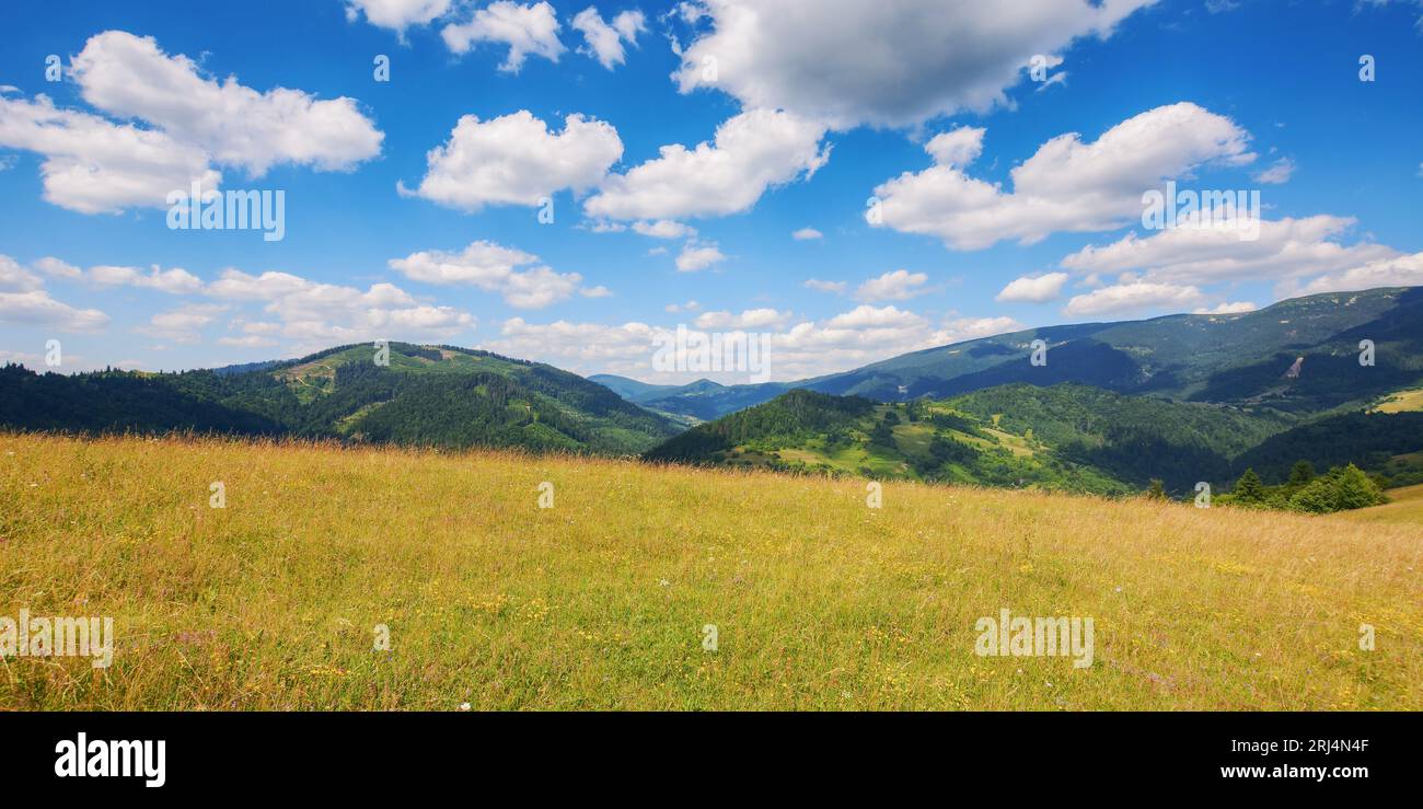 paesaggio di campagna con prati in montagna. pascolo erboso vuoto in estate. paesaggio dei carpazi con prato verde in una giornata di sole Foto Stock