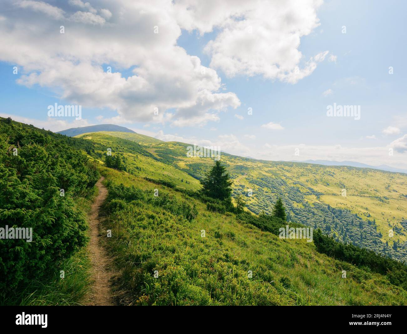 sentiero fino alla cima del monte petros. splendido paesaggio estivo con dolci colline e prati alpini della transcarpazia. popolare destinazione di viaggio di u Foto Stock