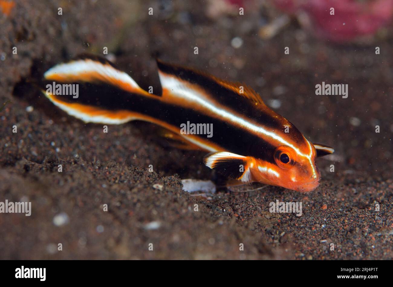 Luppolo di nastro giovanile, Plectorhinchus polytaenia, Scuba Seraya House Reef, Seraya, Karangasem, Bali, Indonesia Foto Stock