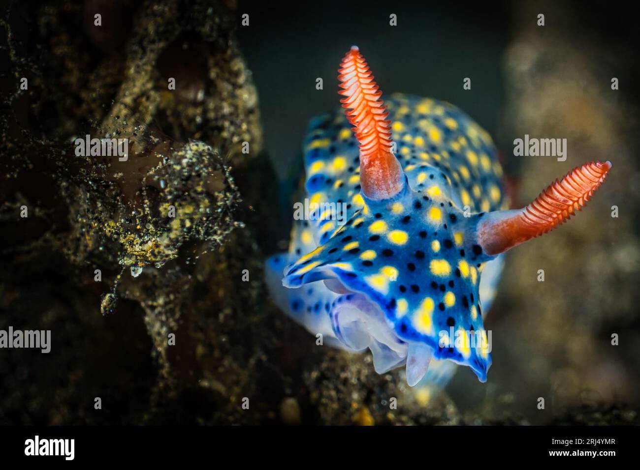 Il coriandoli nudibranca qui molto colorato nello stretto di Lembeh Foto Stock