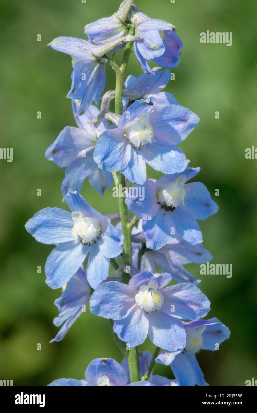 Fiore, Blu, Delfinio, Ritratto, Larkspur, giardino, Delphinium elatum "Cliveden Beauty" Foto Stock