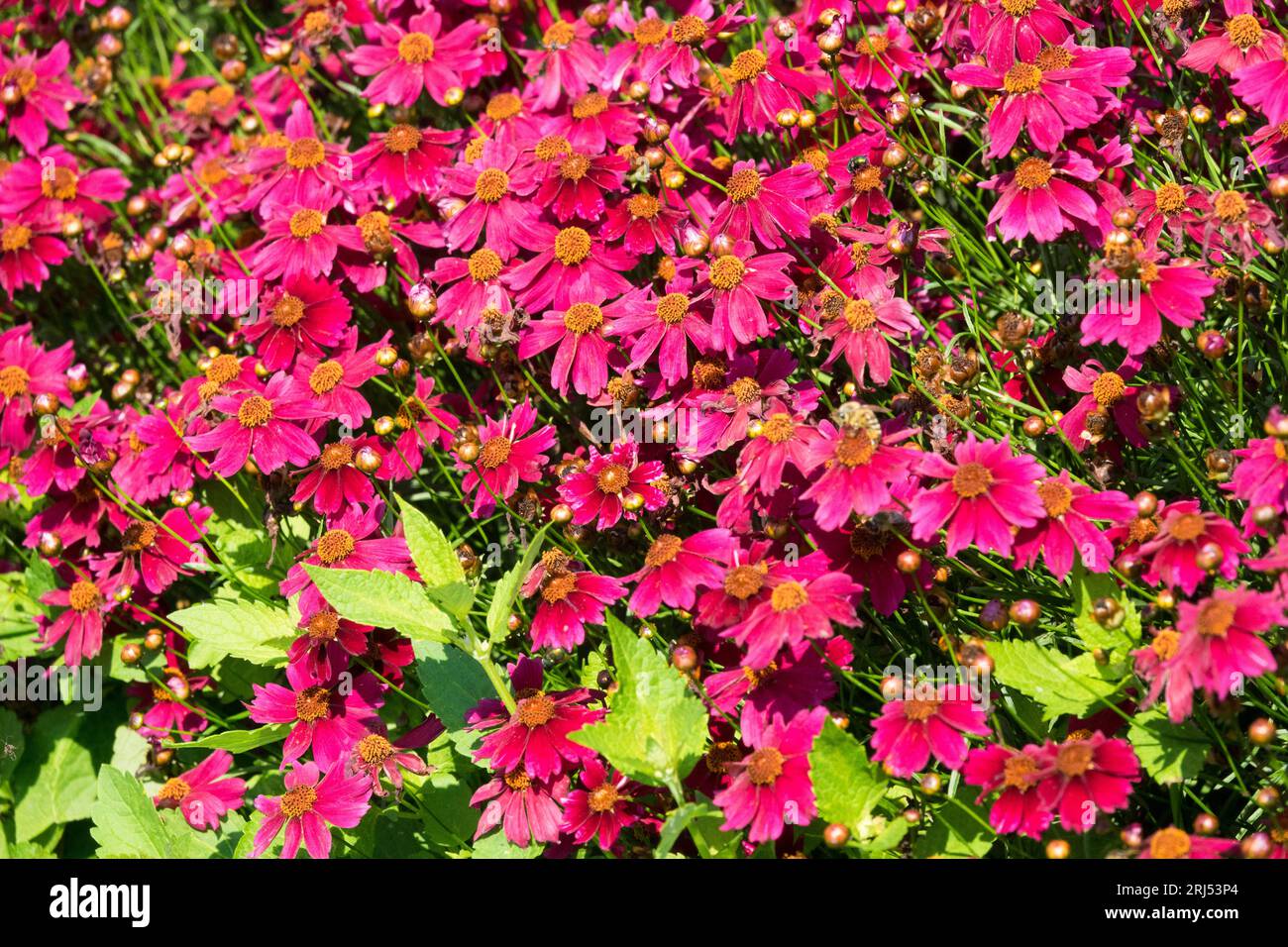 Red, Tickseed, Coreopsis rosea, 'Bloomsation Dragon', Flower, estate, giardino, fiori Foto Stock