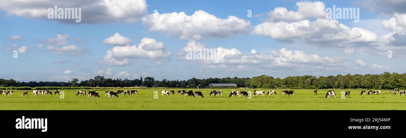 Mucche in un paesaggio che pascolano nel campo, estate e soleggiato in un paesaggio olandese di pianura e un cielo blu con nuvole Foto Stock