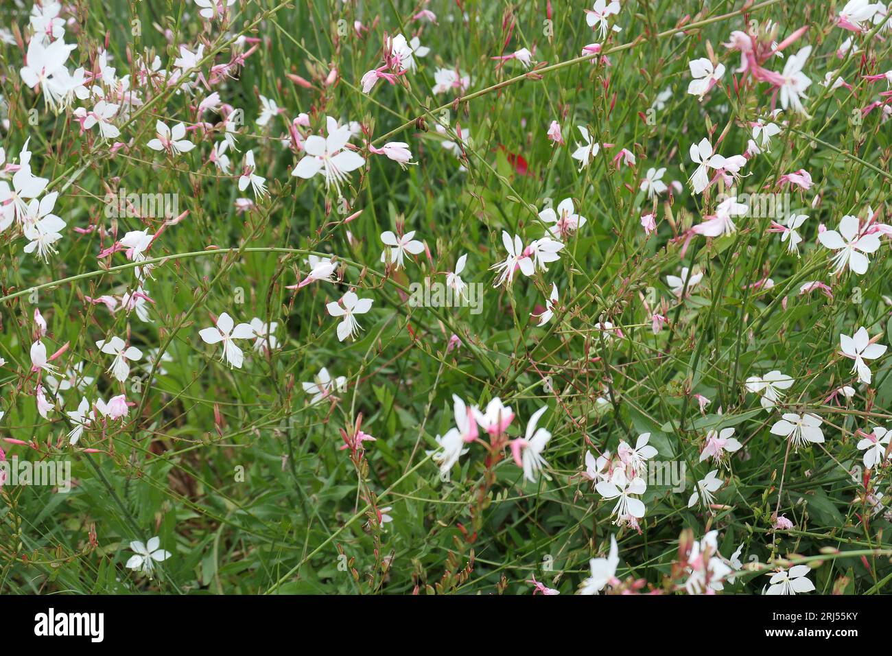 Primo piano dei fiori bianchi e delle foglie verdi dell'estate piante erbacee perenni da giardino gaura lindheimeri che girano farfalle. Foto Stock