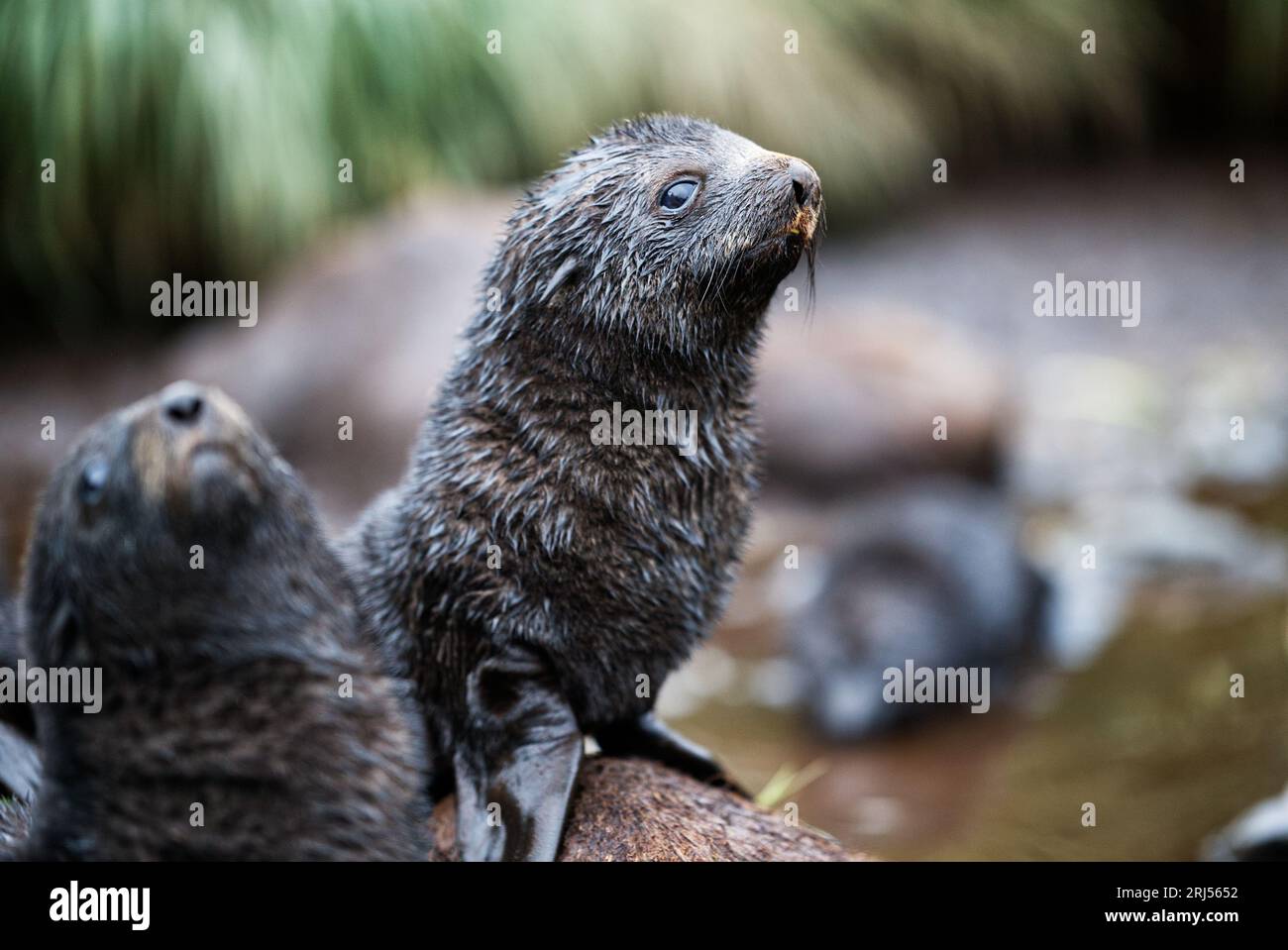 Cucciolo di foche di pelliccia nella Georgia del sud Foto Stock