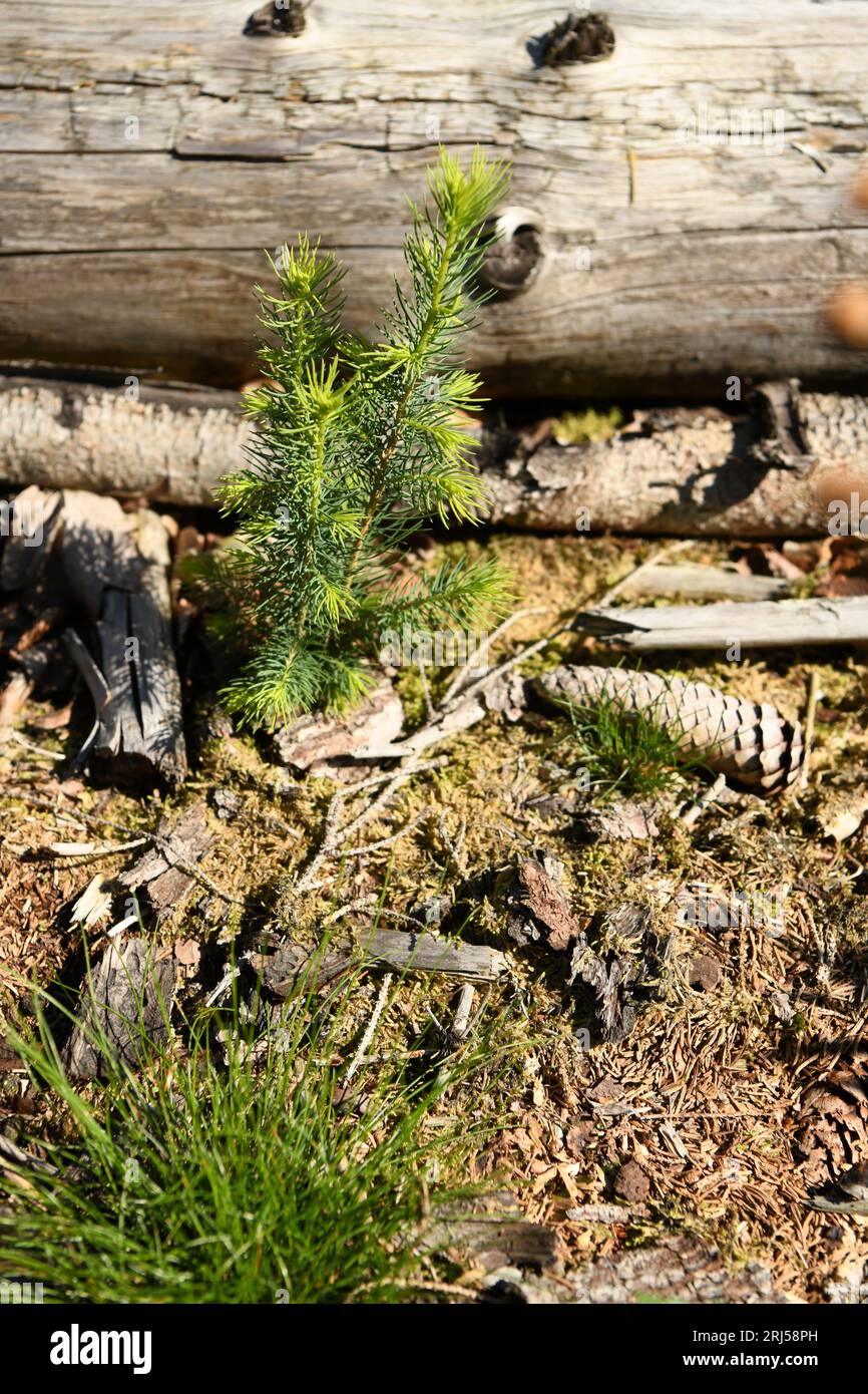 Le piante legnose sono propagate mediante semina o propagazione vegetativa utilizzando parti di radici o germogli, ad esempio mediante talee o colture di meristem. Foto Stock