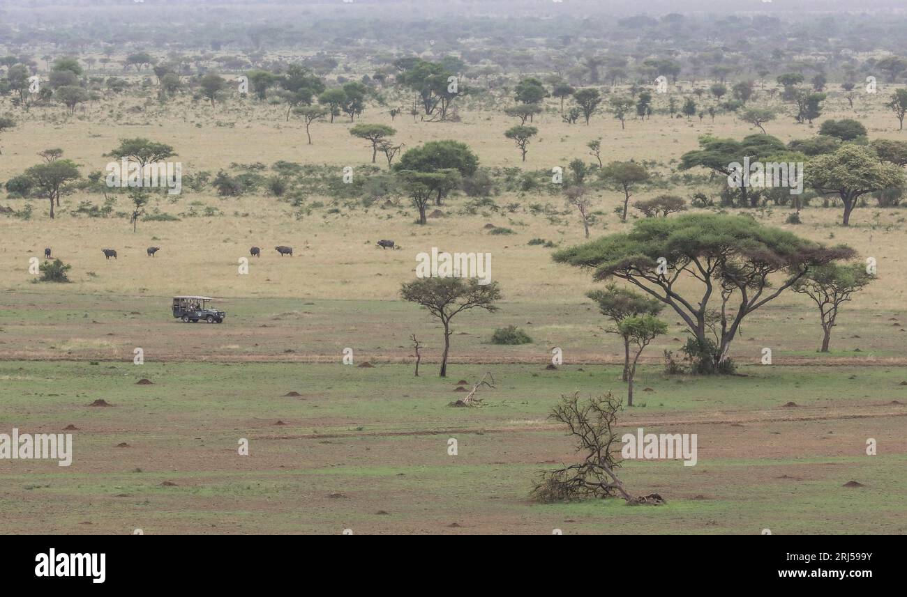 SAFARI CON AUTO ELETTRICHE Foto Stock