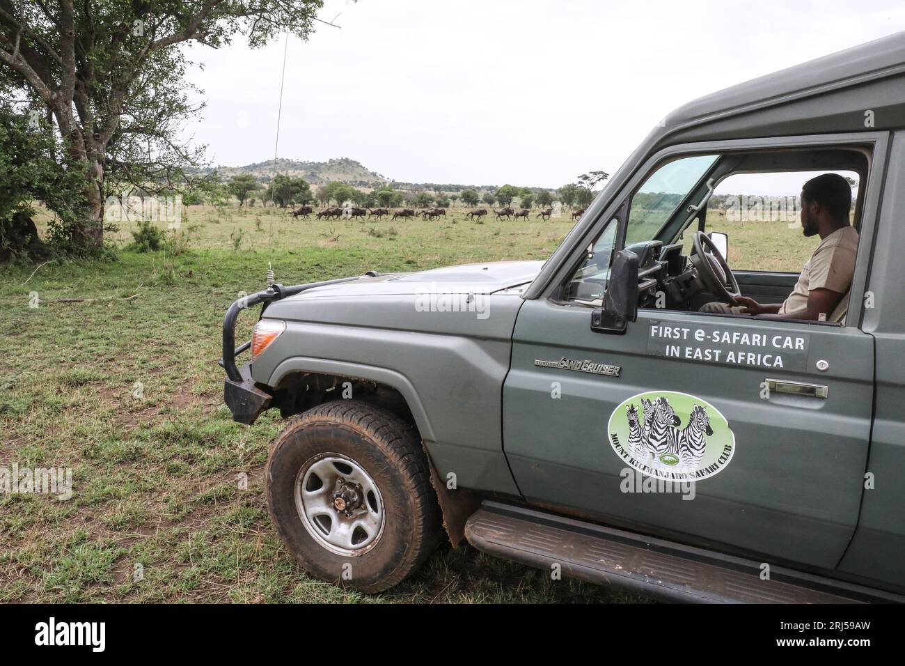 SAFARI CON AUTO ELETTRICHE Foto Stock