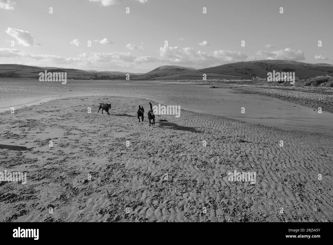 Cani giocando su una spiaggia Foto Stock