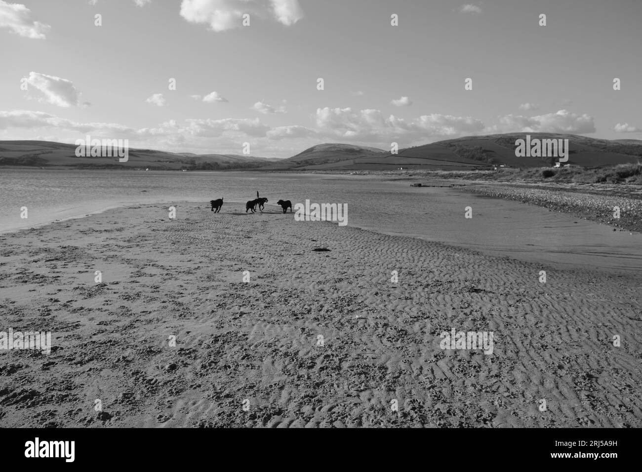 Cani giocando su una spiaggia Foto Stock