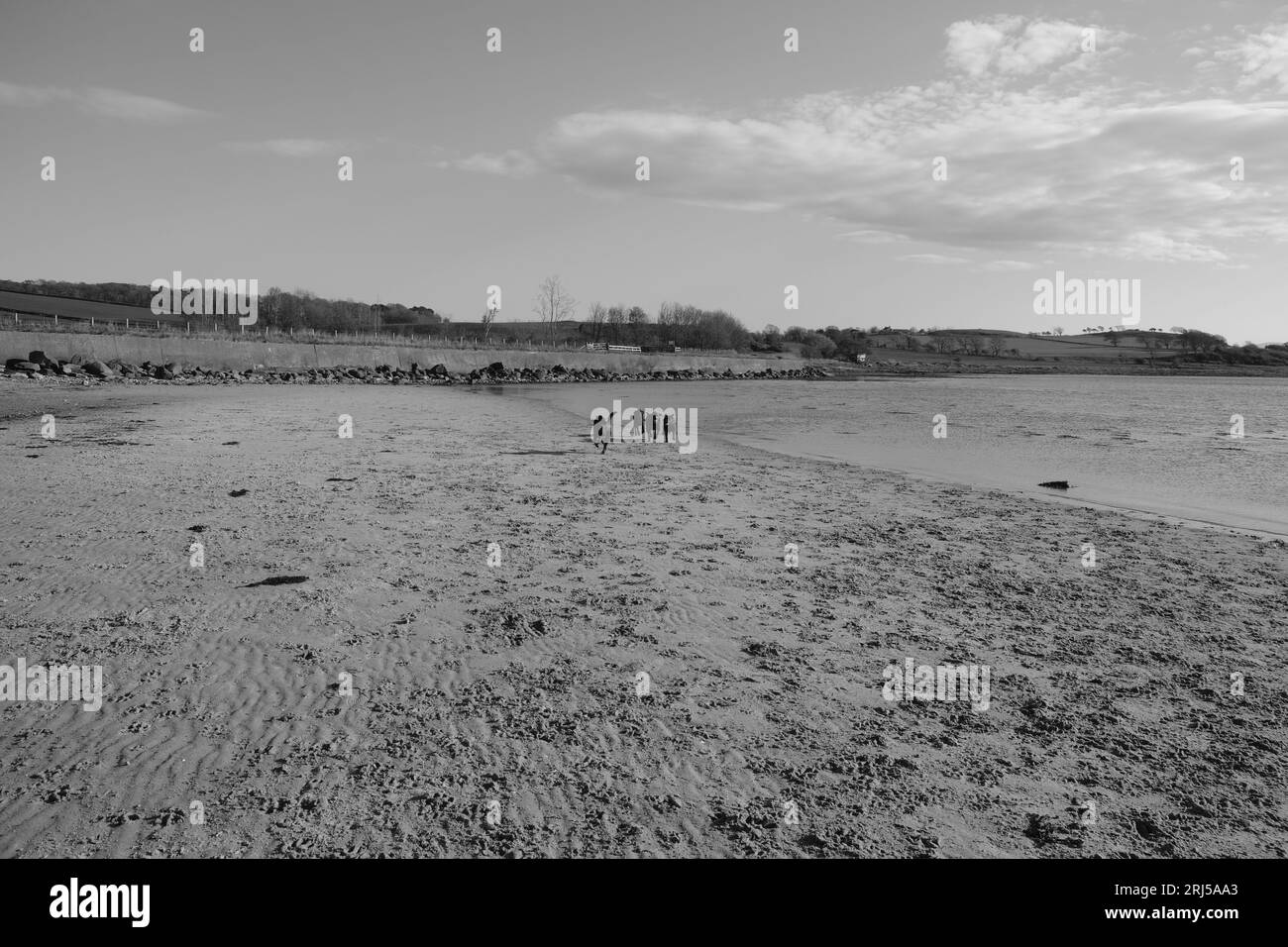 Cani giocando su una spiaggia Foto Stock