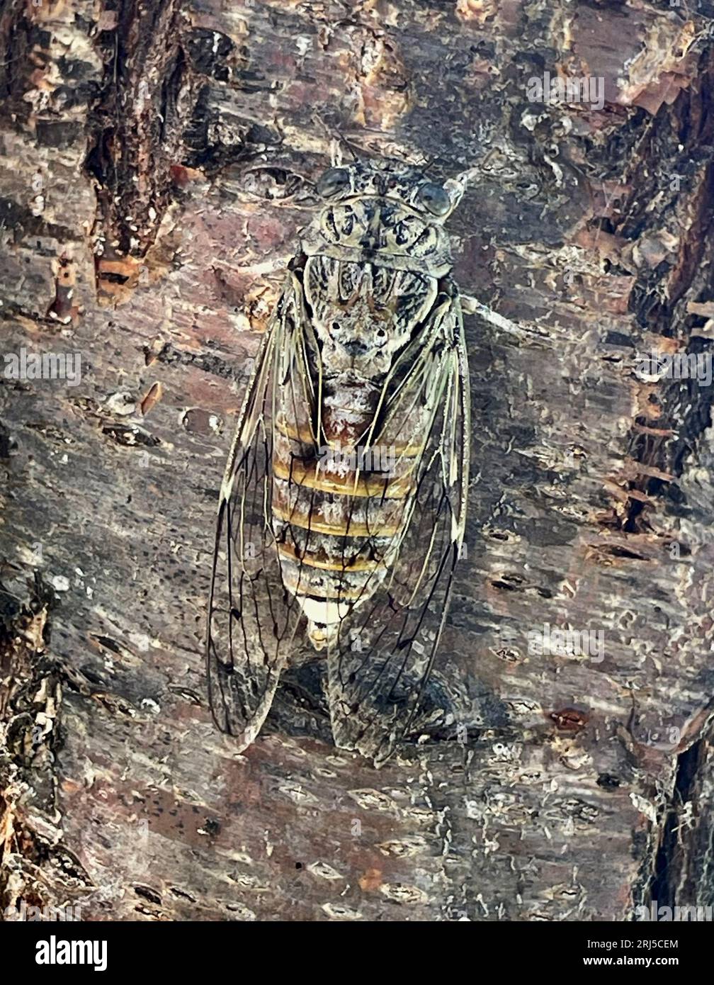 Una Cicada in Grecia. Le cicale hanno occhi ben visibili, antenne corte e ali frontali membrane. Hanno una canzone eccezionalmente alta, Foto Stock