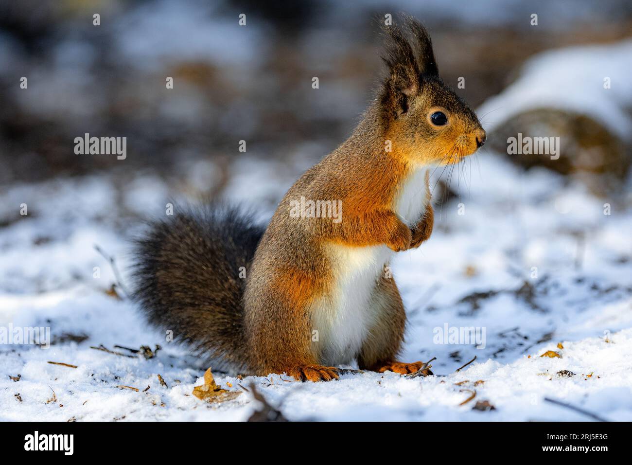 Uno scoiattolo allegro si erge in cima a un terreno innevato, brunendo con gioia un gustoso spuntino Foto Stock