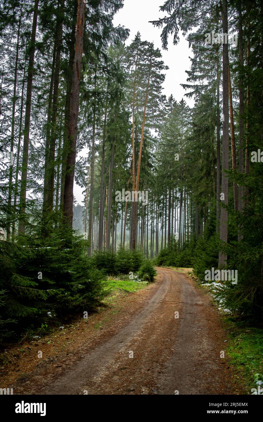 Foresta di Conifer abbandonata con la stretta Gravel Road nella bassa Austria (Waldviertel) in Austria Foto Stock