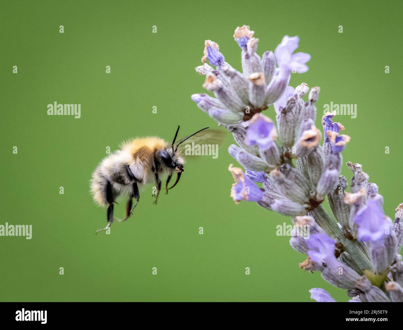 Il bumble bee vola verso il suo fiore preferito. Devon, Inghilterra: LE BELLE immagini catturate nel Devon mostrano alcuni bombi che si nutrono di una splendida lavanda Foto Stock