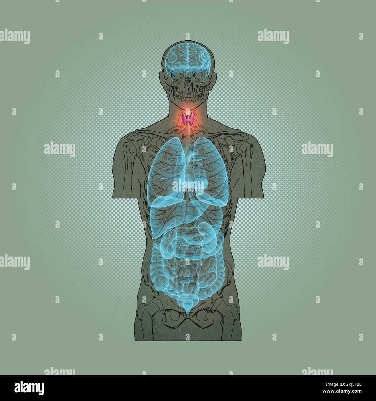 Serie illustrativa: Scheletro con organi umani. Immagine 3 di 10 Foto Stock