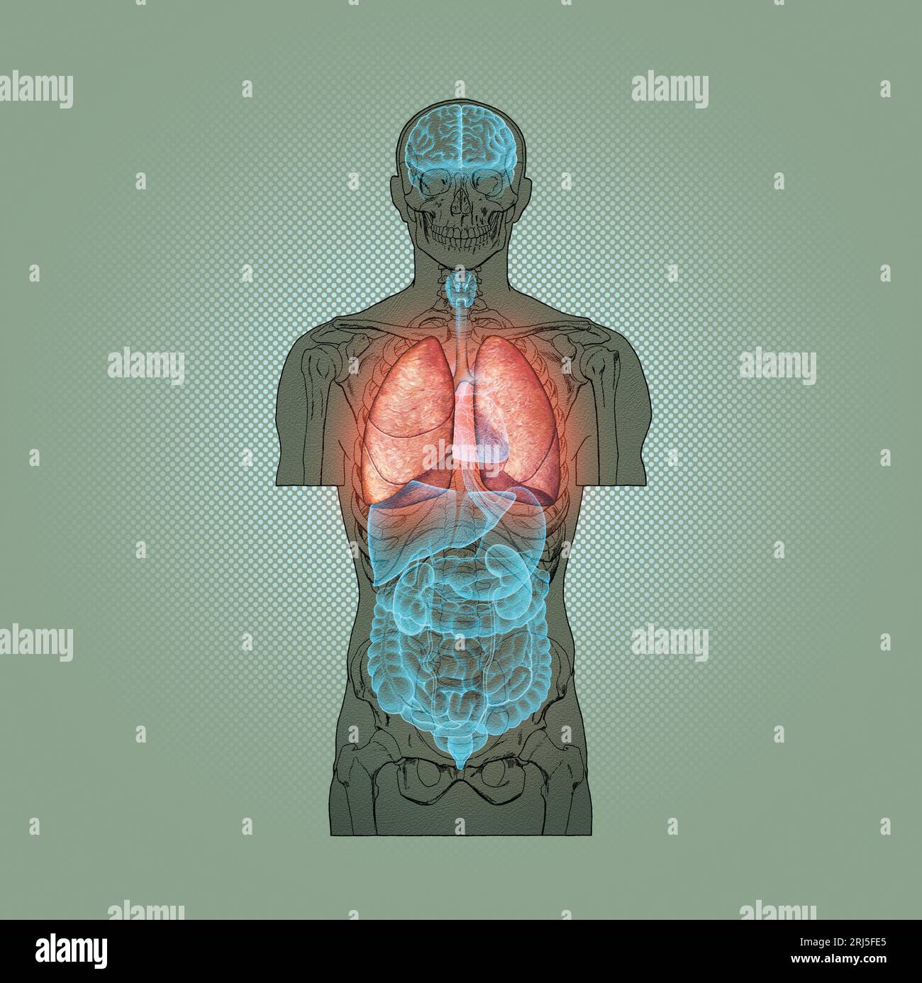 Serie illustrativa: Scheletro con organi umani. Immagine 4 di 10 Foto Stock