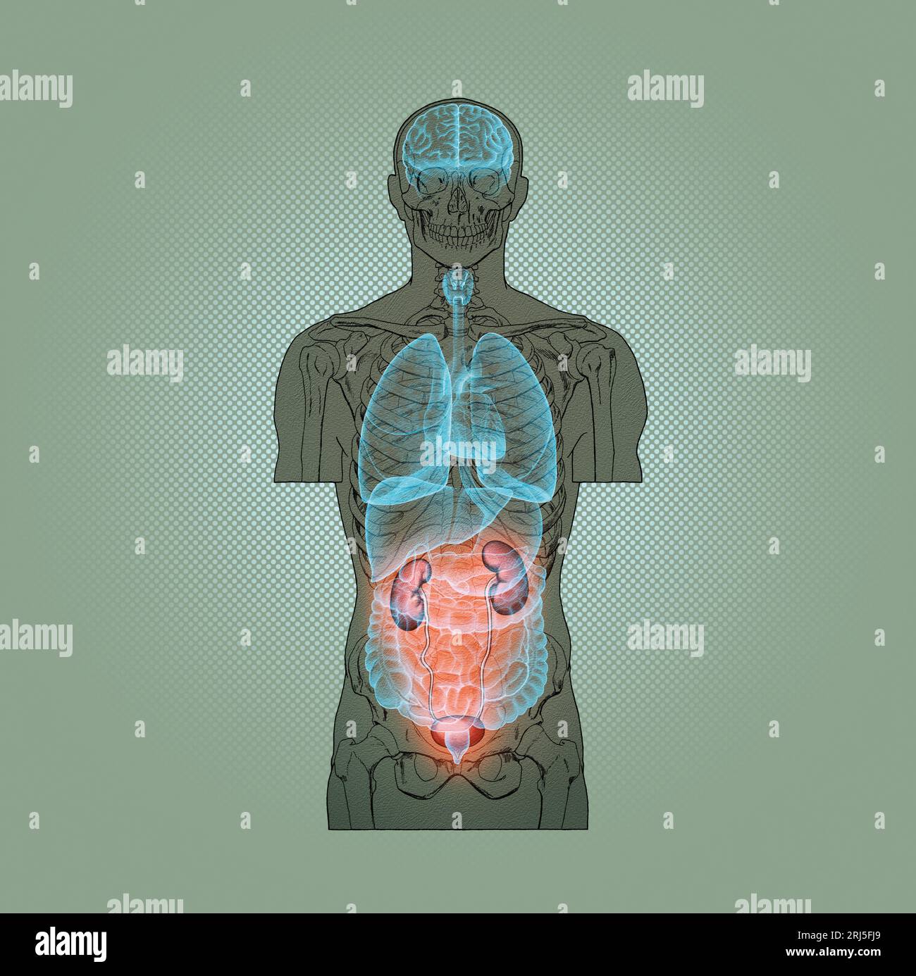Serie illustrativa: Scheletro con organi umani. Immagine 8 di 10 Foto Stock