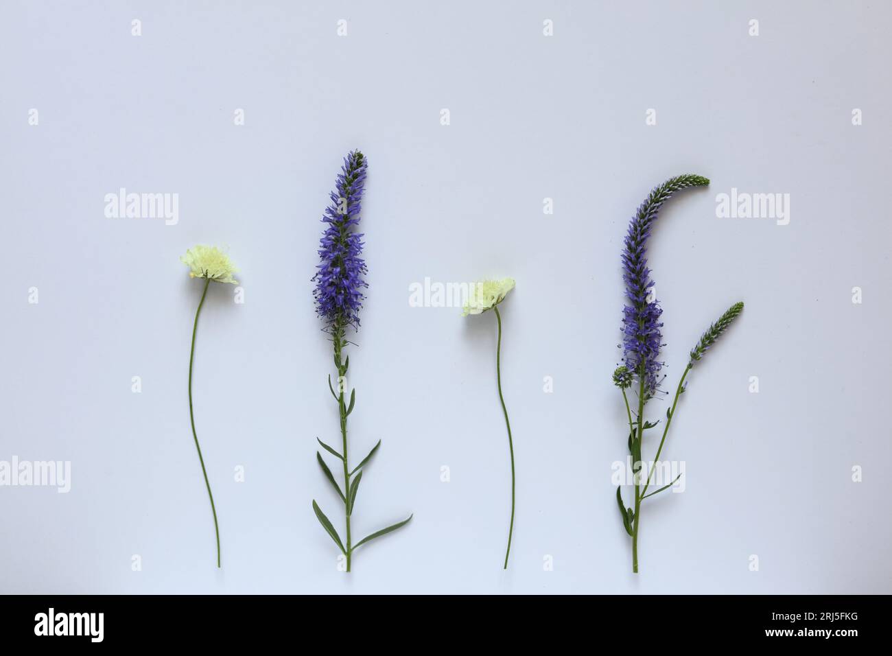 fiori selvatici su sfondo bianco Foto Stock