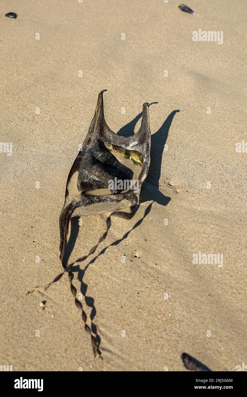 Uovo di squalo essiccato sulla spiaggia sudafricana Foto Stock