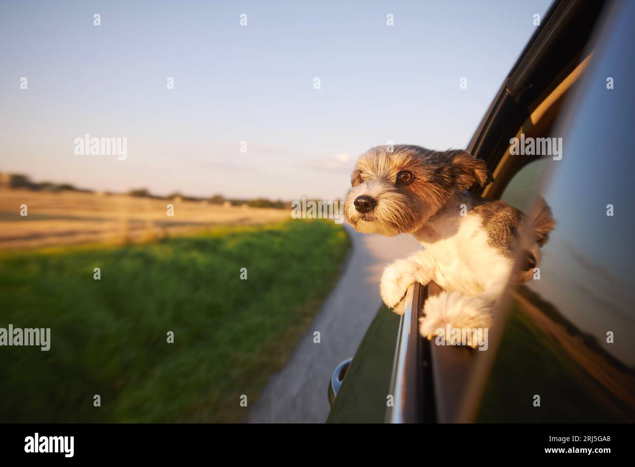 Cane da giro felice che guarda fuori dal finestrino dell'auto. Grazioso terrier che si gode un viaggio in auto durante il soleggiato giorno d'estate. Foto Stock