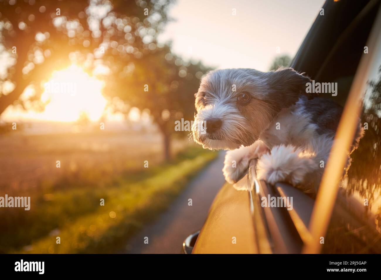Cane da giro felice che guarda fuori dal finestrino dell'auto. Grazioso terrier che si gode un viaggio in auto durante il soleggiato giorno d'estate. Foto Stock