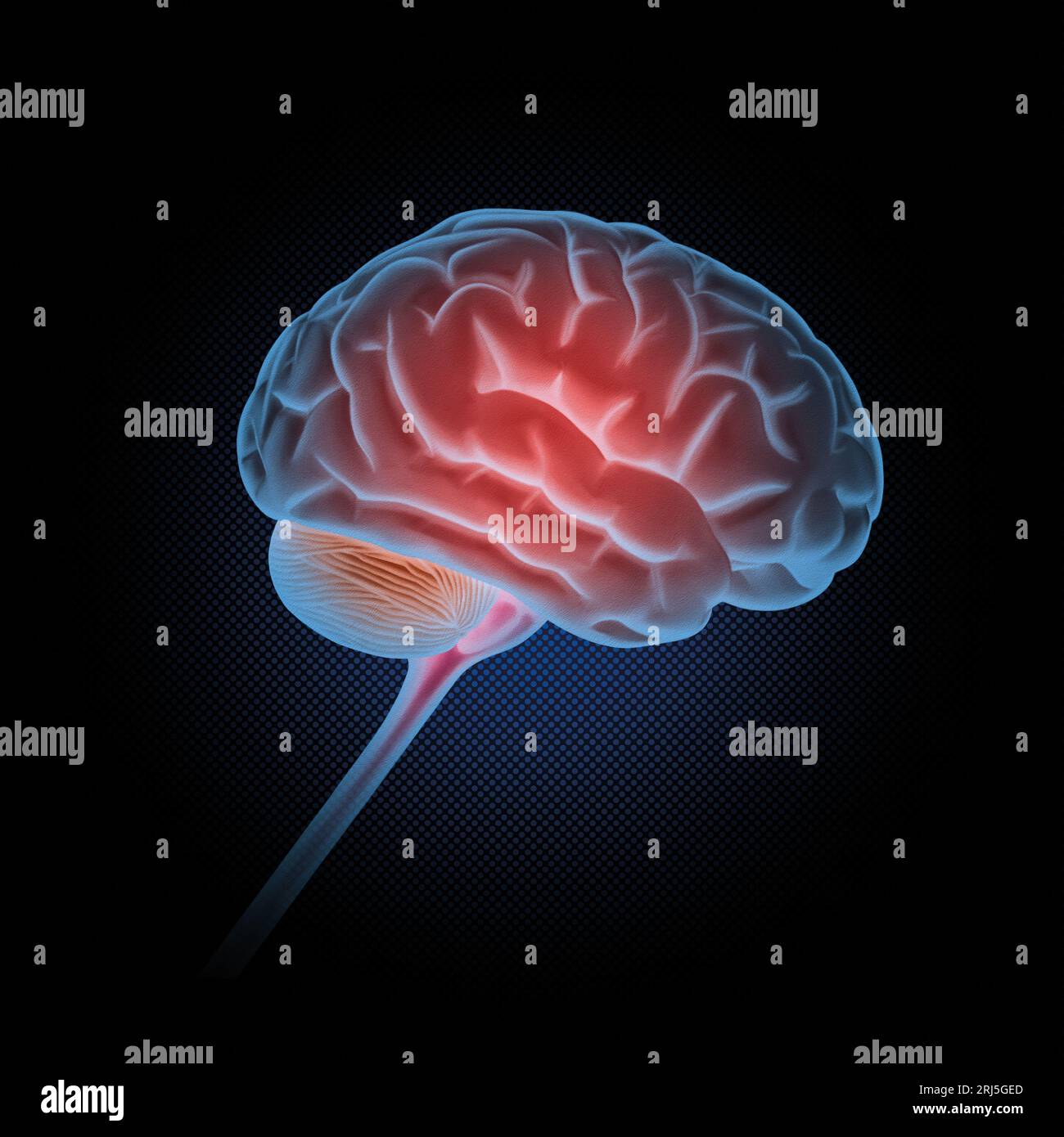 Illustrazione medica del cervello umano Foto Stock