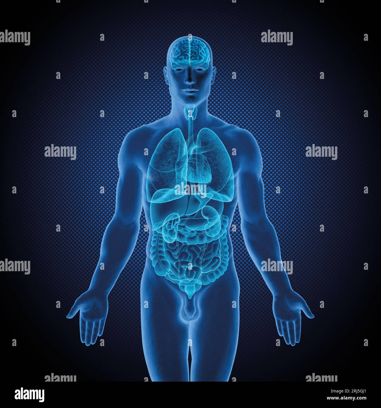 Serie di illustrazioni mediche: Corpo maschile con organi umani. Immagine 1 di 10 Foto Stock