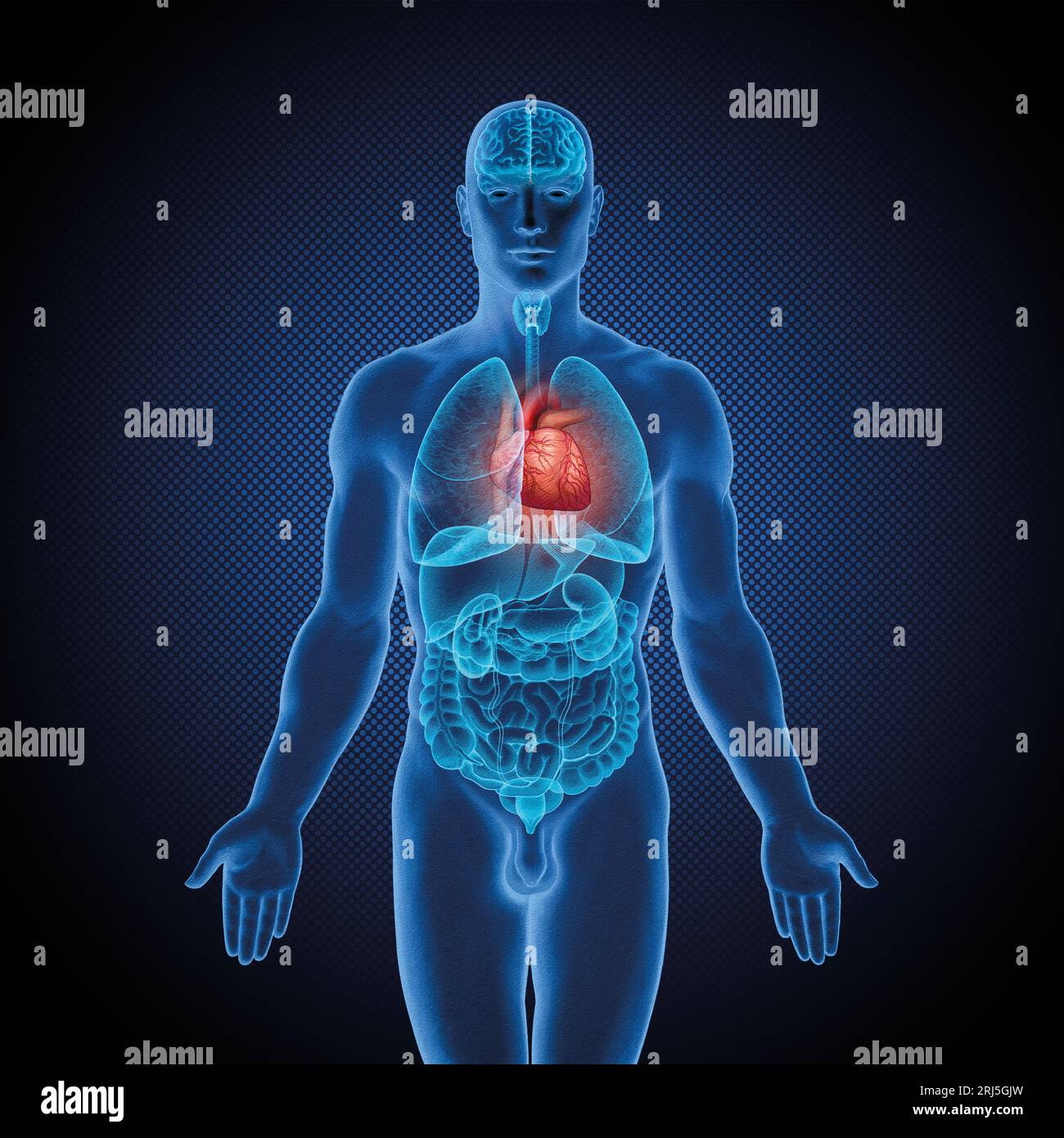 Serie di illustrazioni mediche: Corpo maschile con organi umani. Immagine 5 di 10 Foto Stock