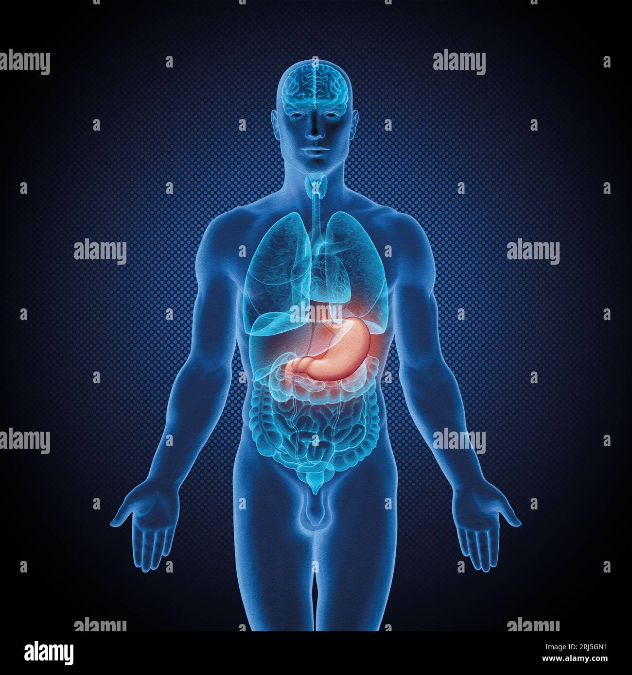 Serie di illustrazioni mediche: Corpo maschile con organi umani. Immagine 7 di 10 Foto Stock