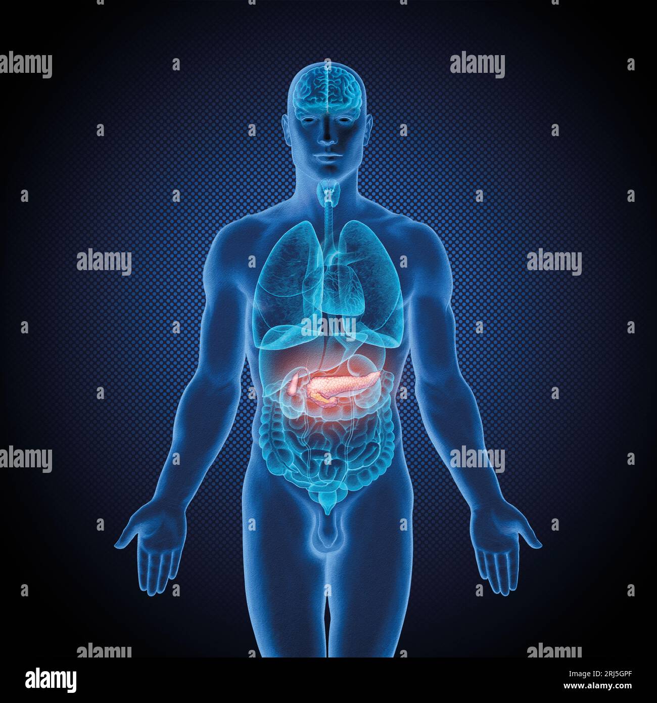 Serie di illustrazioni mediche: Corpo maschile con organi umani. Immagine 9 di 10 Foto Stock