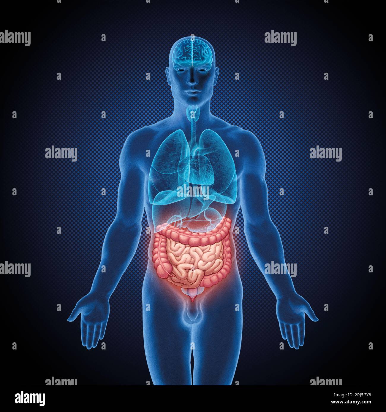 Serie di illustrazioni mediche: Corpo maschile con organi umani. Immagine 10 di 10 Foto Stock