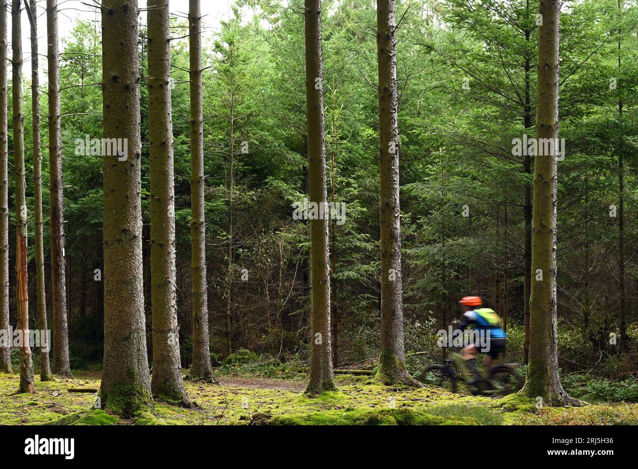 Moutainbiker nelle Ardenne Foto Stock