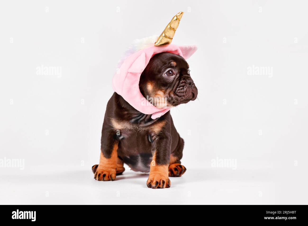 Cucciolo di cane Bulldog francese Tan con grazioso cappello rosa unicorno con corno dorato Foto Stock