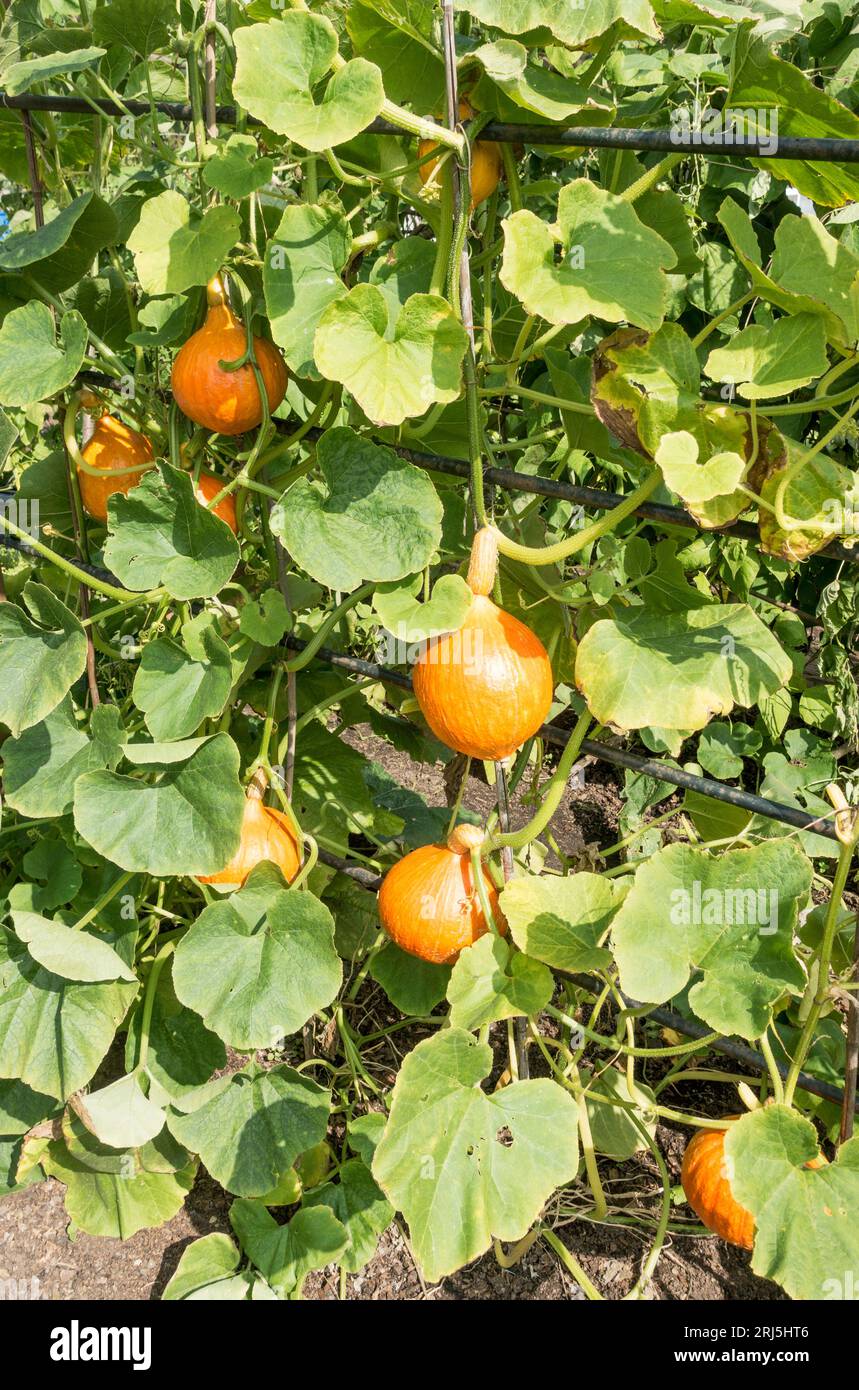 Coltivazione di squash invernale Uchiki Kuri (Cucubita pepo) verticalmente su un traliccio in un giardino di riparto, Inghilterra, Regno Unito Foto Stock