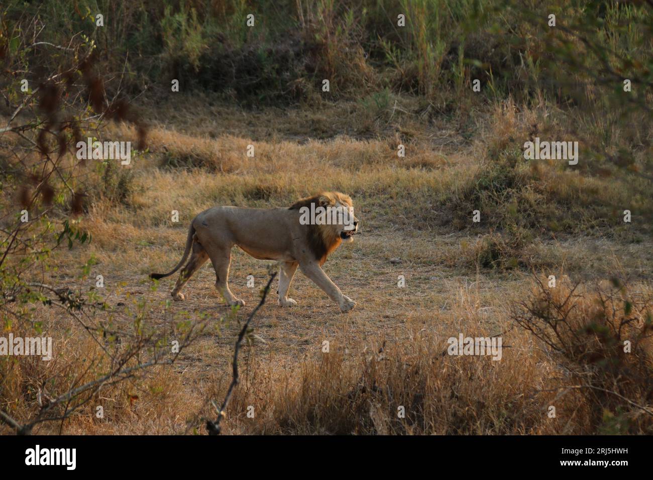 Un maestoso leone che passeggia attraverso una savana soleggiata, la sua pelliccia dorata illuminata dalla calda luce del sole Foto Stock