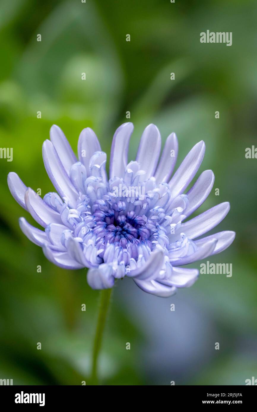 Un singolo fiore di astice blu con grandi petali spicca su uno sfondo verde brillante Foto Stock