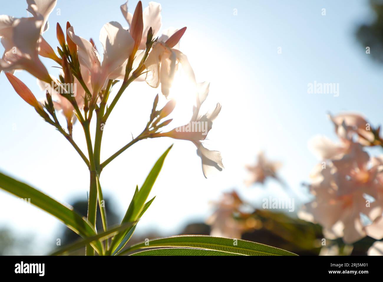 Un primo piano di fiori di biancospino rosa indiani inondati dalla luce del sole Foto Stock
