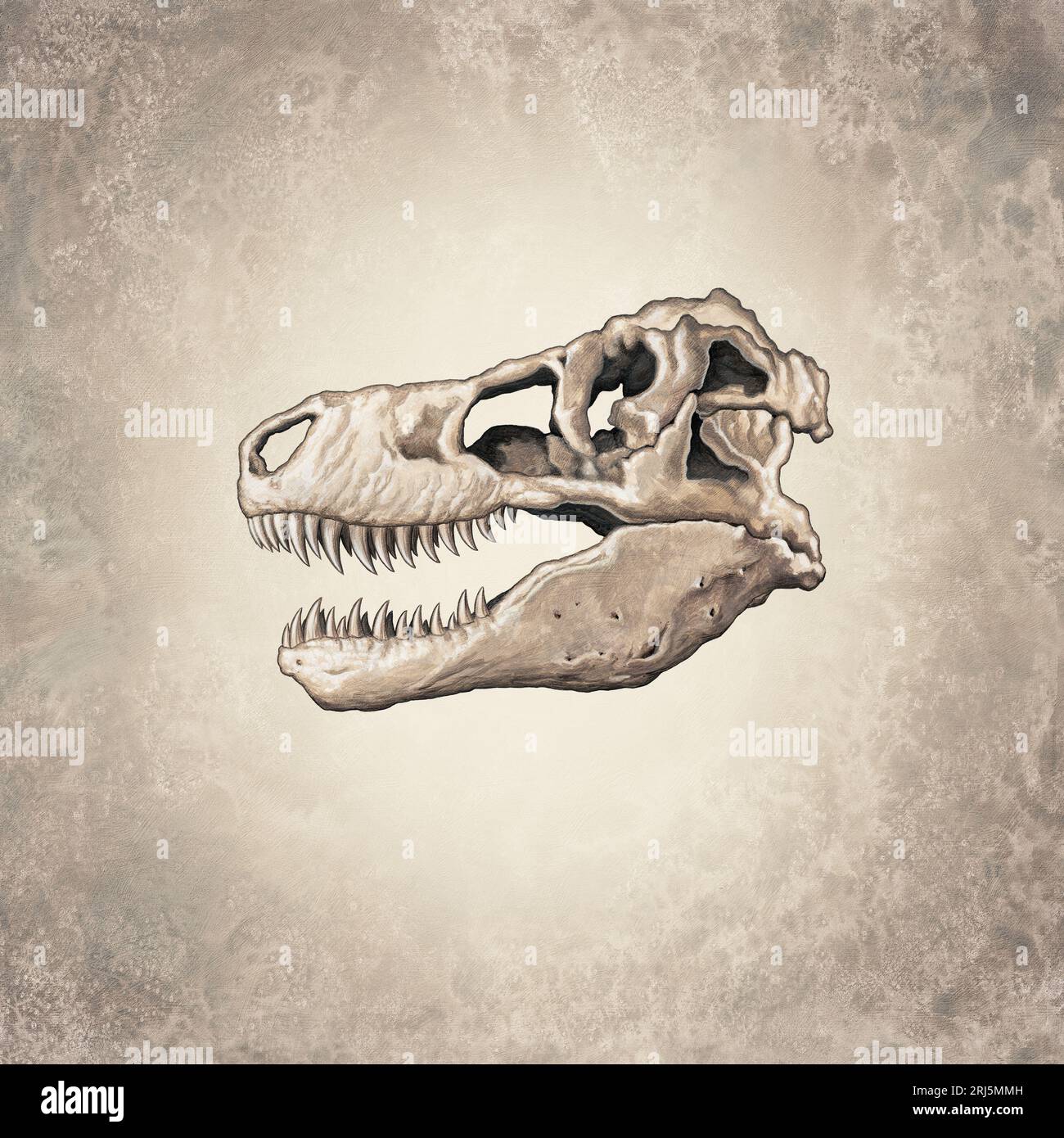Tyrannosaurus Rex cranio Foto Stock