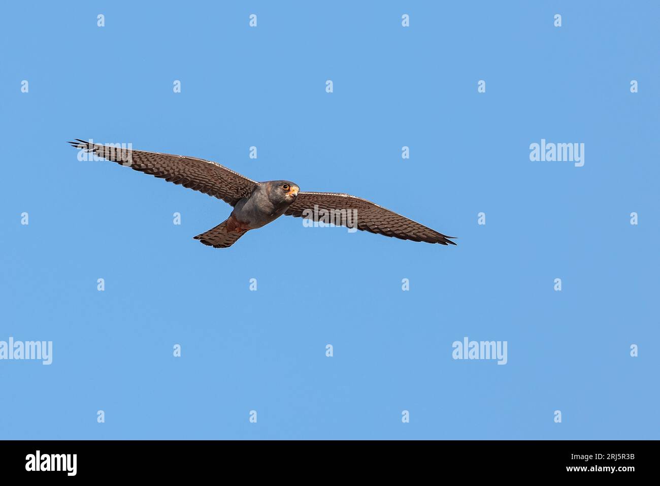 Un falco adulto dai piedi rossi sulla migrazione primaverile che vola contro un cielo blu Foto Stock