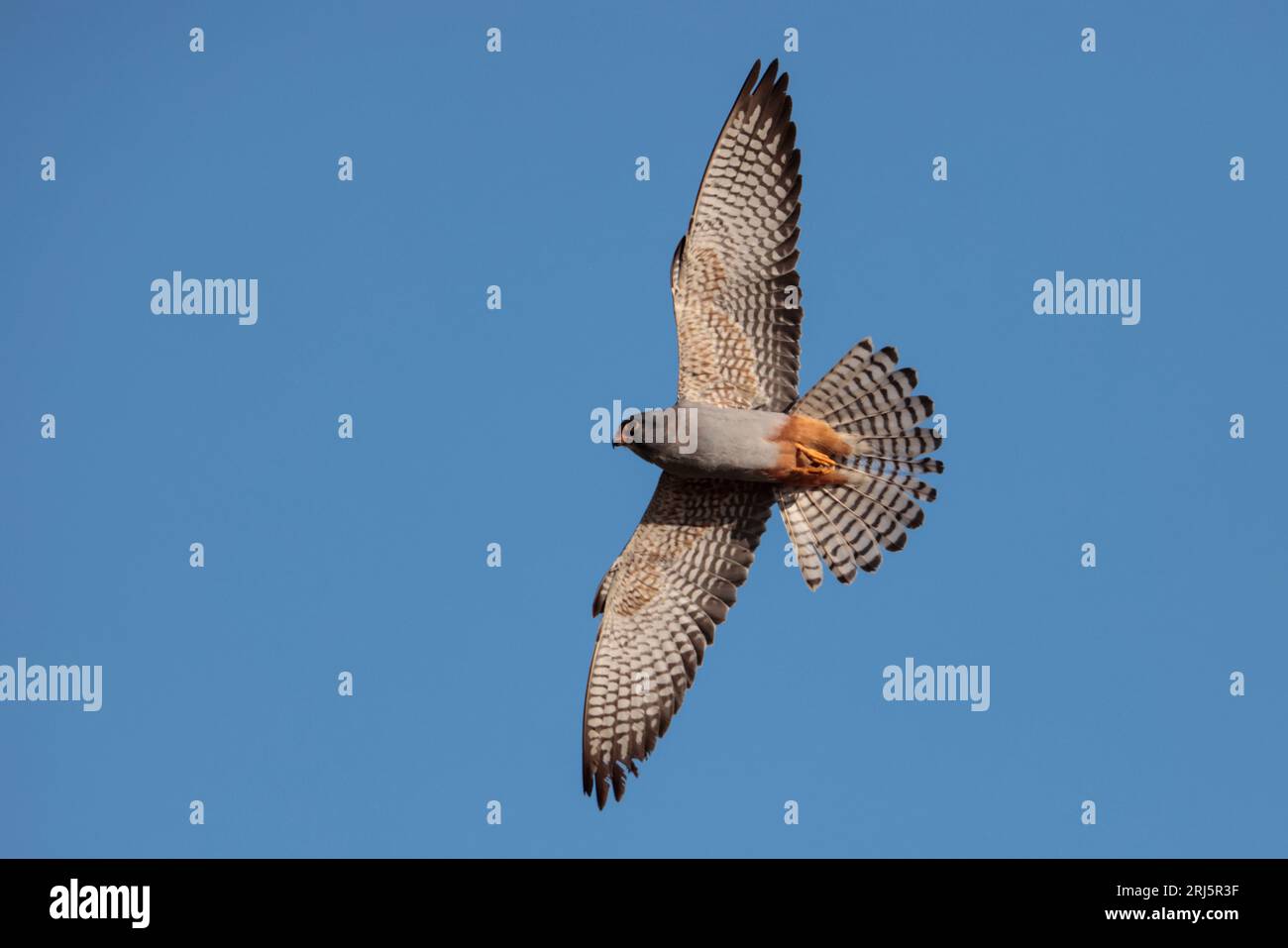 Un falco adulto dai piedi rossi sulla migrazione primaverile che vola contro un cielo blu Foto Stock