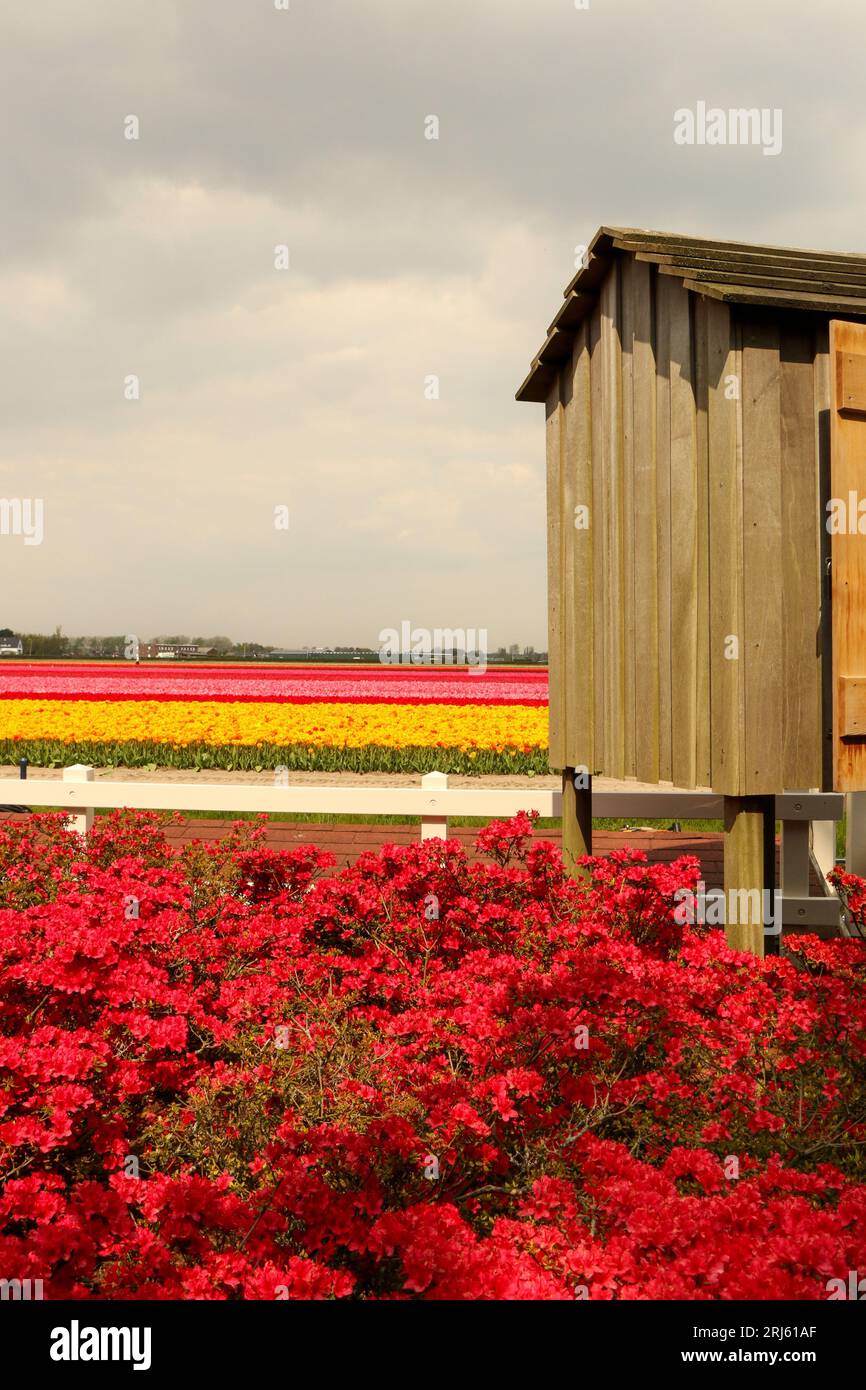 Un granaio rustico in campagna con vivaci tulipani rossi sullo sfondo Foto Stock