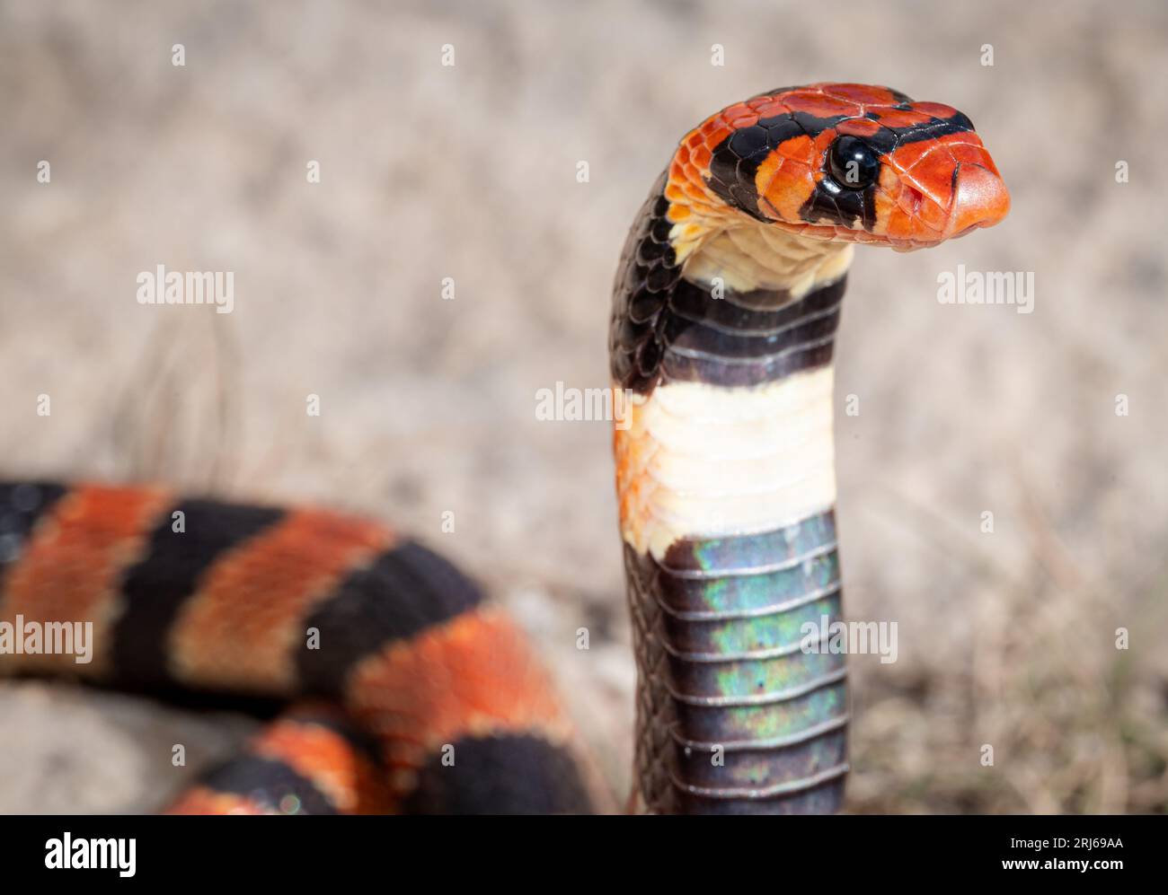 Primo piano di un Cape Coral Snake (Aspidelaps LUBRUUS), una specie velenosa dell'Africa meridionale Foto Stock