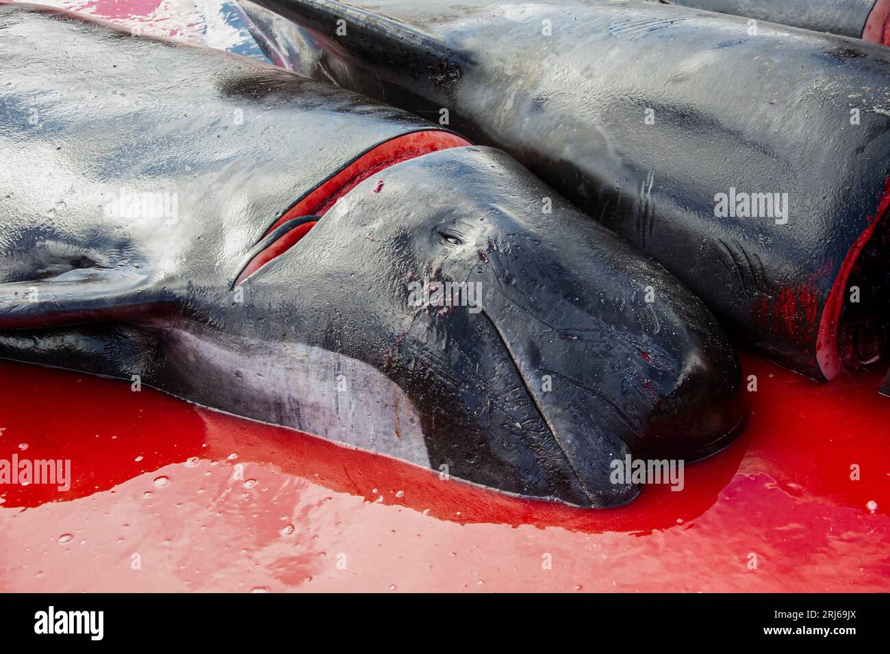 Balene pilota morte che seguono un giro di balene o macinano le Isole Faroe Foto Stock