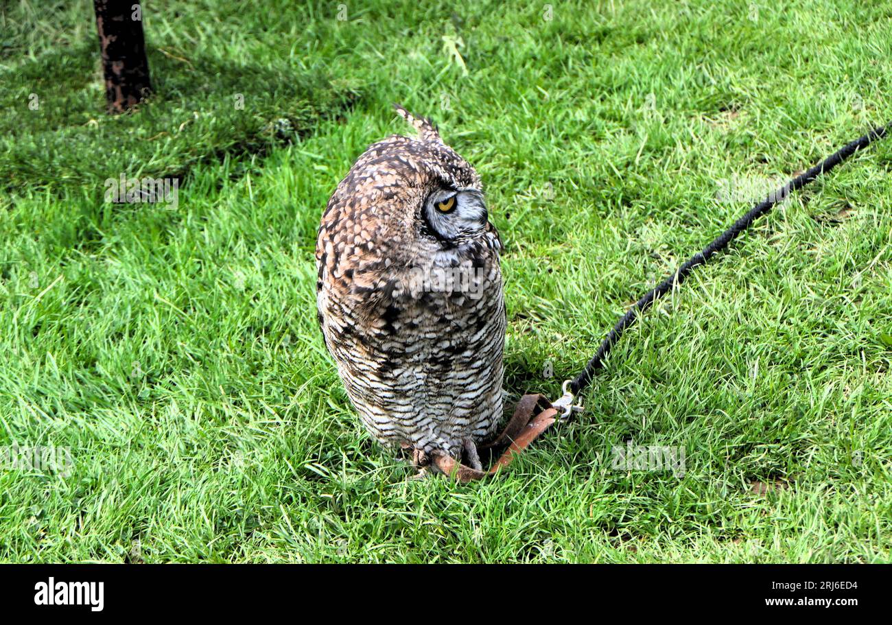 Majestic Owls Lek all'Ashbourne Show, Regno Unito Foto Stock