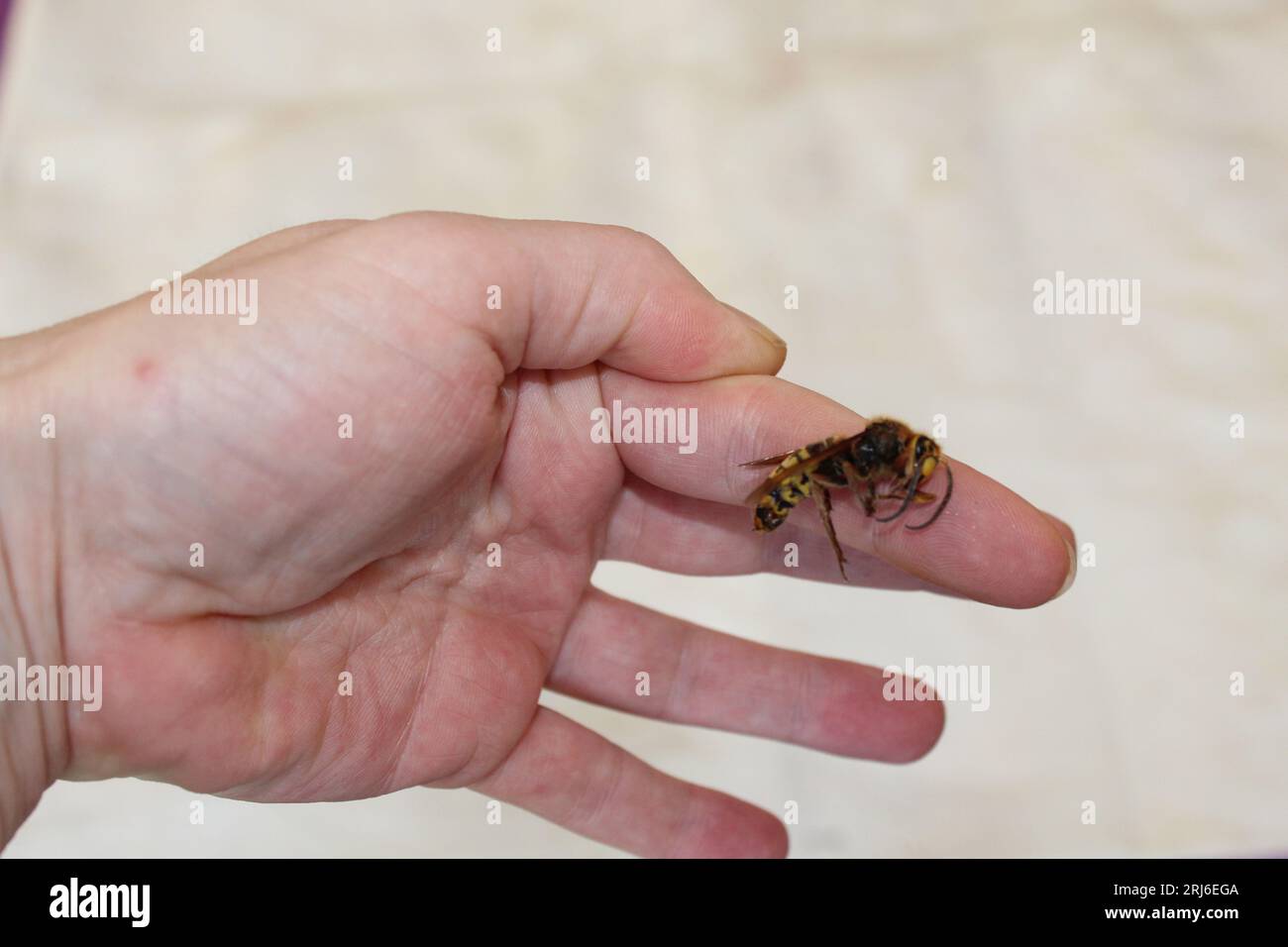 Un'enorme vespa nella mano di una donna Foto Stock